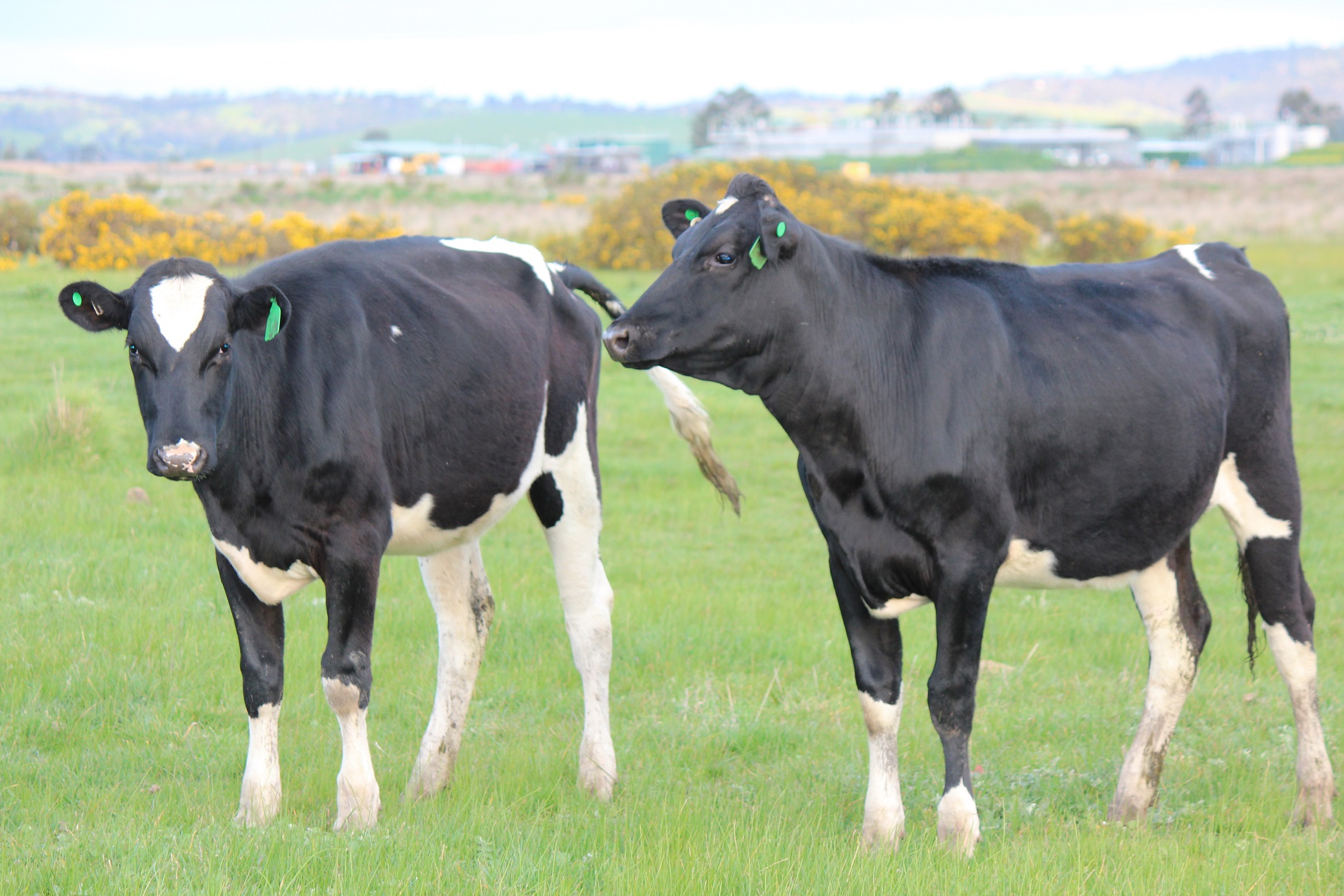 270 Dairy Heifers Livestock Dairy Cattle Heifers For Sale